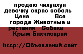 продаю чихуахуа девочку,окрас соболь › Цена ­ 25 000 - Все города Животные и растения » Собаки   . Крым,Бахчисарай